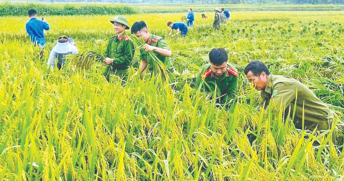 Cán bộ, chiến sĩ Công an tỉnh gặt lúa giúp dân (Ảnh tư liệu).