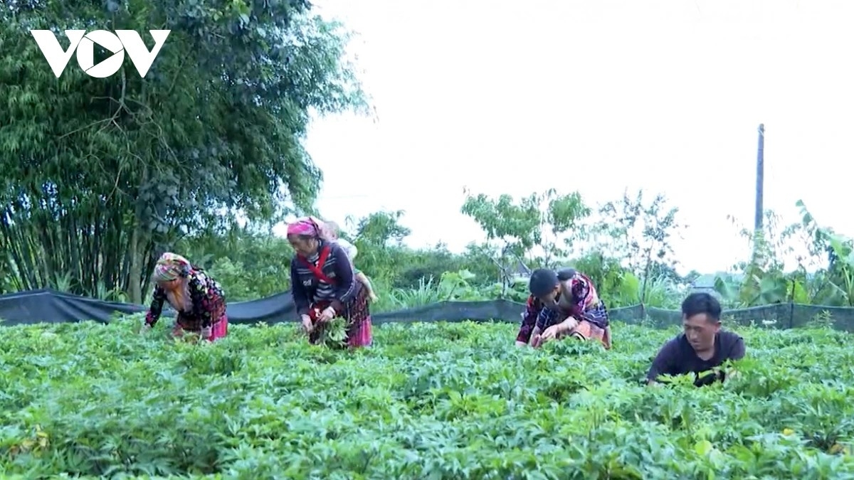 Nhiều mô hình sản xuất lớn ở Lai Châu đã mang lại hiệu quả kinh tế cao cho bà con nông dân. (Ảnh minh họa)