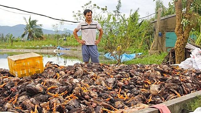 Gần 20.000 con gà bị chết do ngập nước của ông Nguyễn Văn Sỹ, xã Tân Châu. (Ảnh: KT)