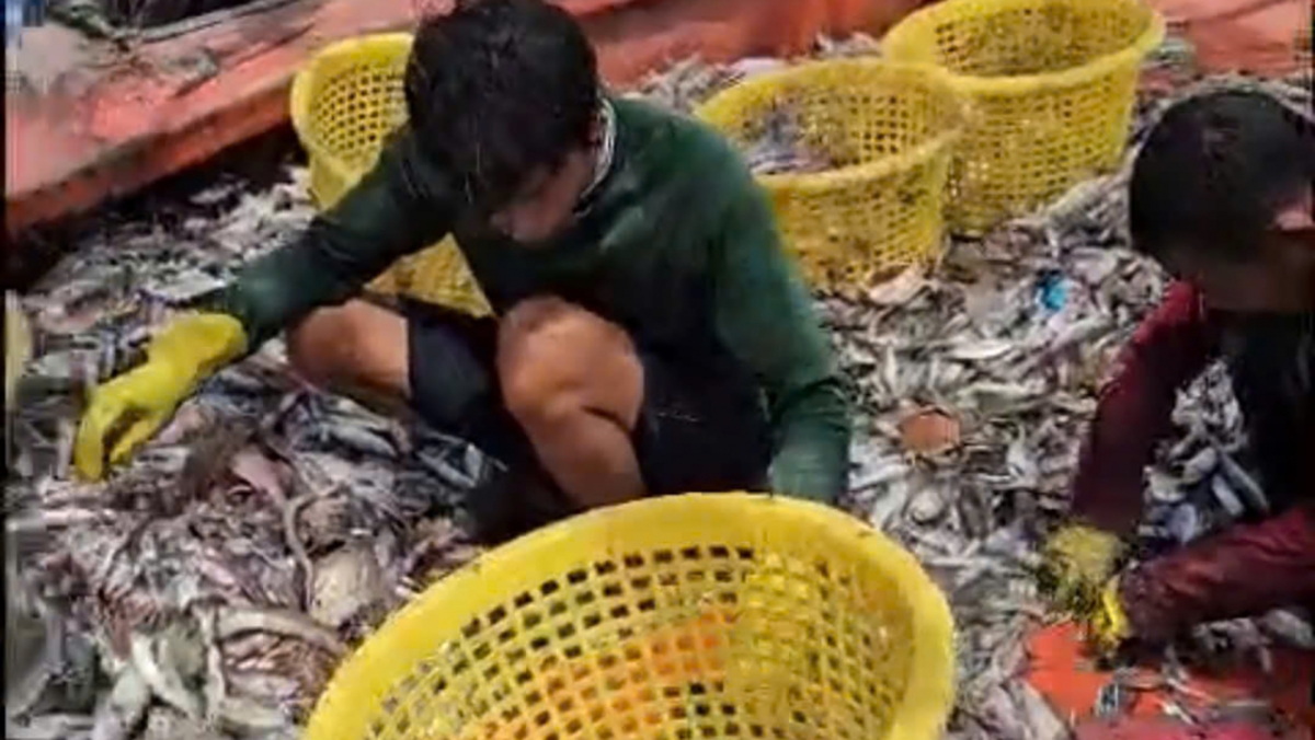 Ngư dân tỉnh Đồng Tháp năm nay trúng mùa đánh bắt hải sản nên yên tâm bám biển