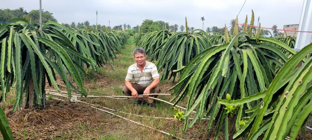 Nhà vườn xã Tân Thuận Bình, tỉnh Đồng Tháp mong nạn trộm cắp thiết bị điện tại vườn thanh long được đẩy lùi