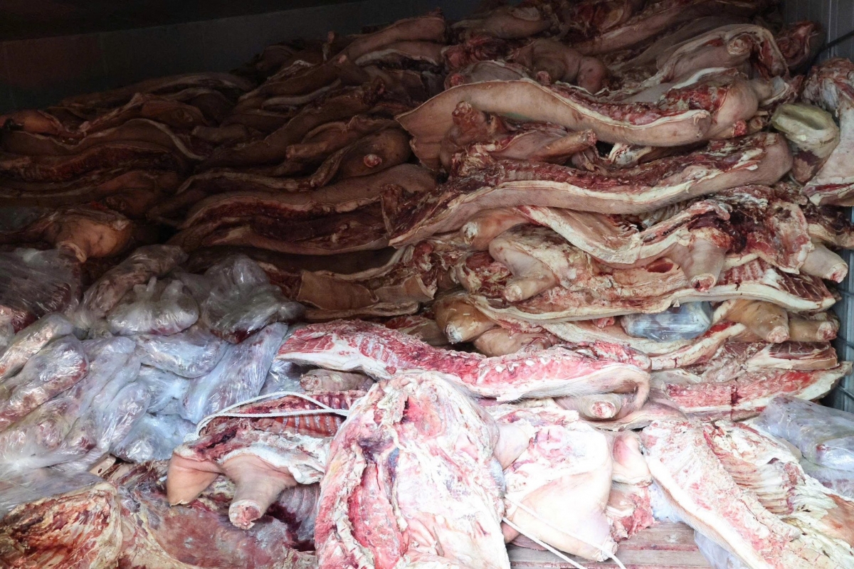 Gần 38 tấn thịt lợn nhiễm virus gây bệnh dịch tả lợn Châu Phi để chuẩn bị tiêu thụ ra thị trường.  Ảnh CAPT.