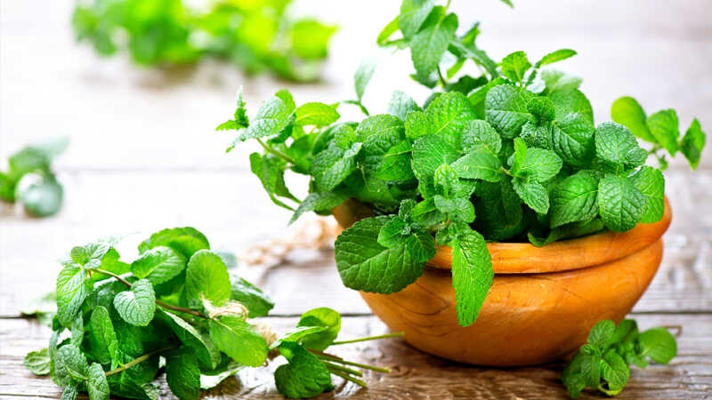 Rau húng và bạc hà là những loại thảo mộc quen thuộc, thường được dùng để tạo hương vị tươi mát trong bữa ăn