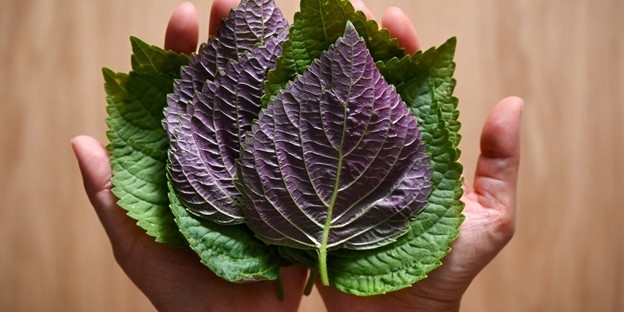 Ảnh minh họa: Getty Images