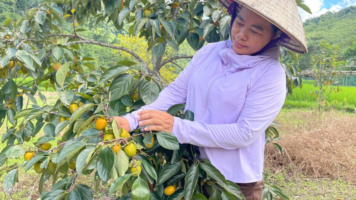 Bà Vũ Thị Thoa cho biết, nhờ kiên trì áp dụng kỹ thuật chăm sóc, phòng trừ sâu bệnh đúng cách, thân thiện môi trường nên năm nay quả hồng không hạt vẫn sai, to đều và được giá