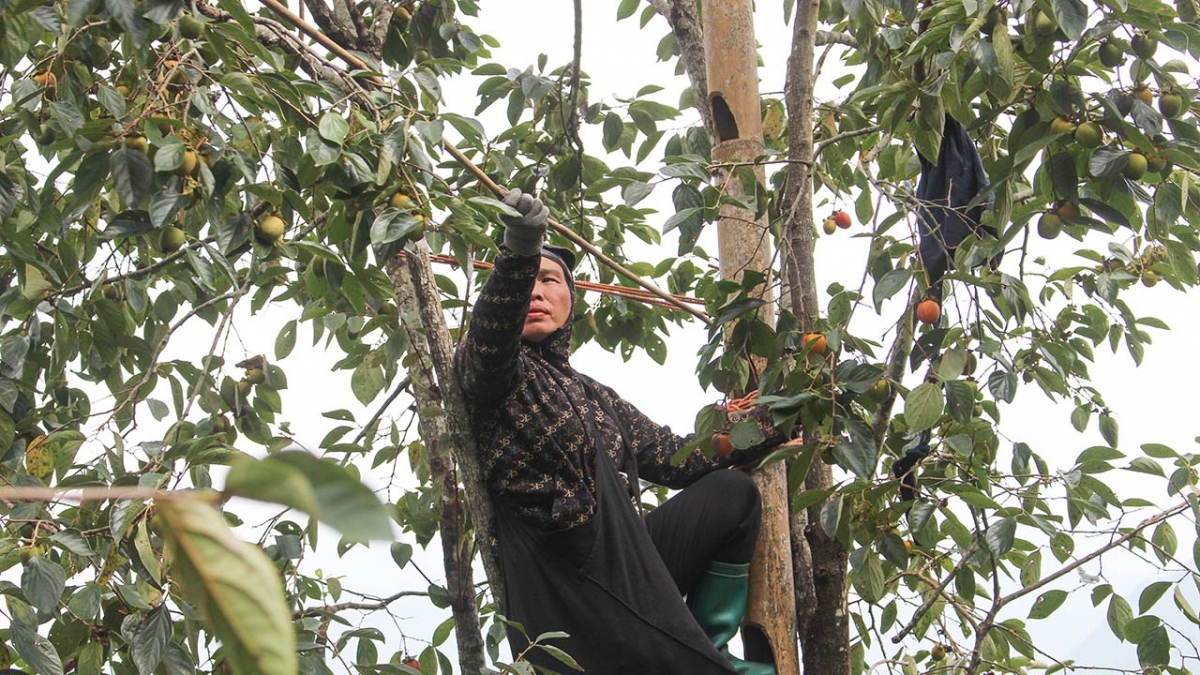 Người dân tập trung thu hái hồng không hạt phục vụ cho thị trường Tết Trung thu