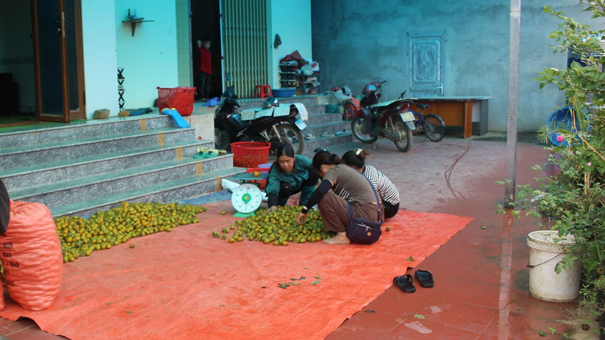 Thương lái tìm đến tận bản để thu mua quả hồng không hạt