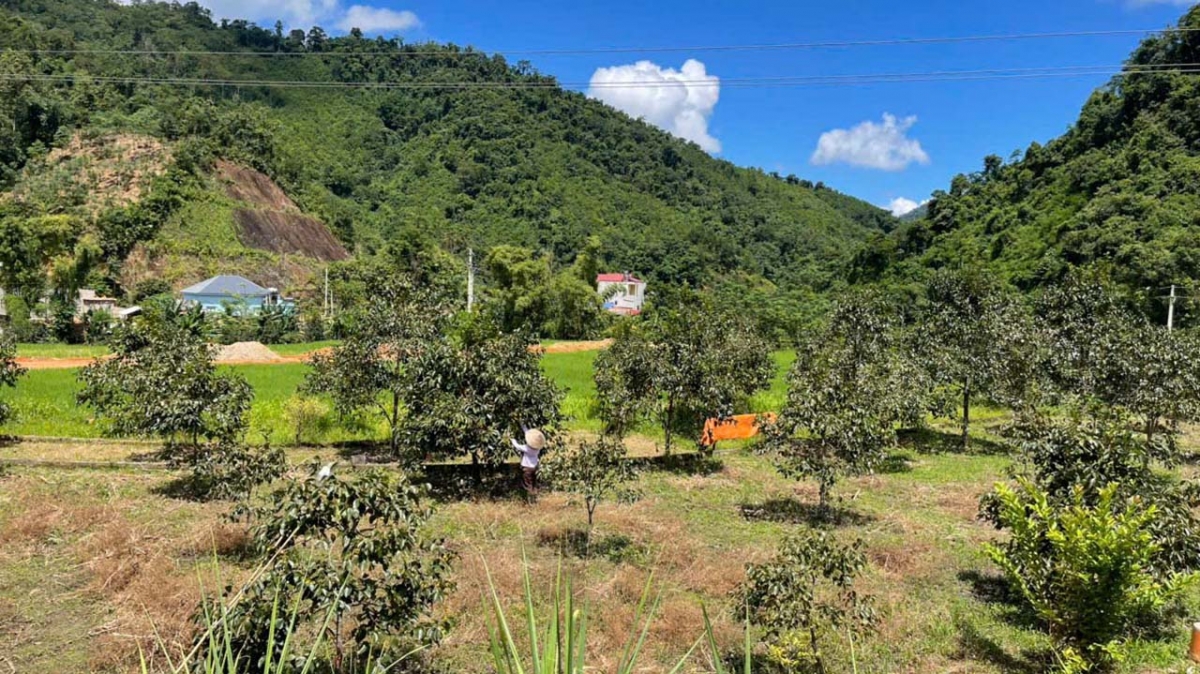 Vườn hồng không hạt của gia đình bà Vũ Thị Thoa