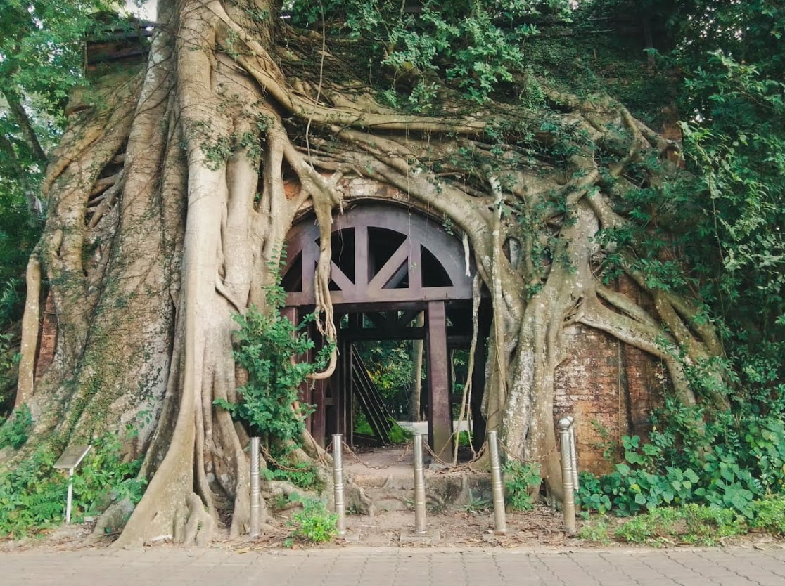 Cổng thành cổ Sơn Tây xây bằng đá ong được rễ cây cổ thụ bao quanh, trùm kín. Ảnh: Vũ Đức Hùng