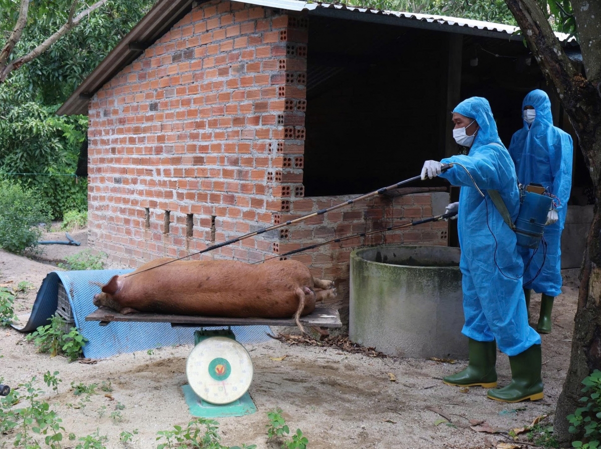 Lực lượng chức năng tỉnh Khánh Hòa tiêu hủy lơn bị bệnh