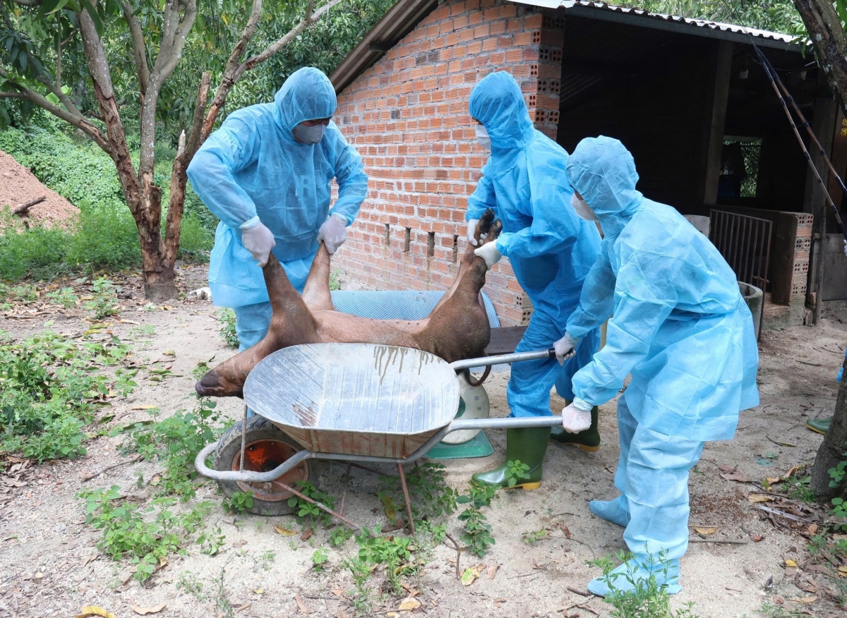 Dịch bệnh tả lợn Châu Phi gây thiệt hại cho người chăn nuôi tỉnh Khánh Hòa
