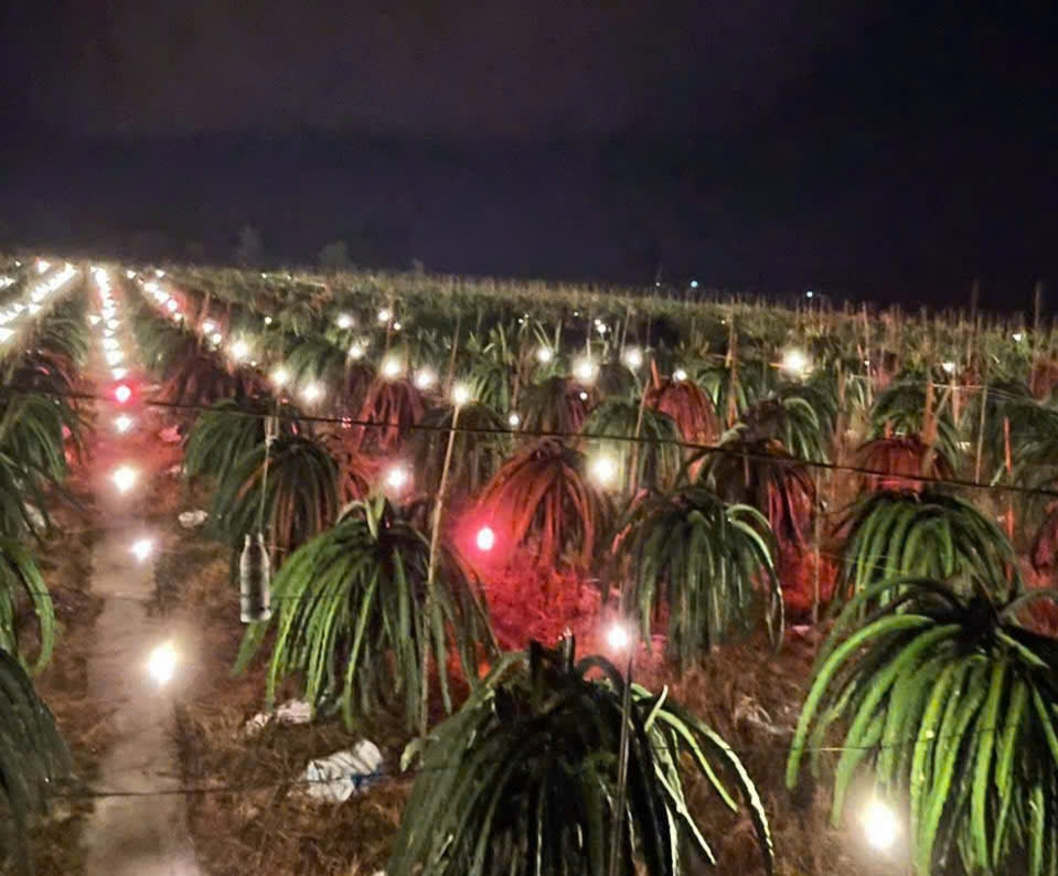Xông đèn cho cây thanh long ra hoa nghịch vụ vào ban đêm cũng là thời điểm kẻ trộm vào cắt dây điện