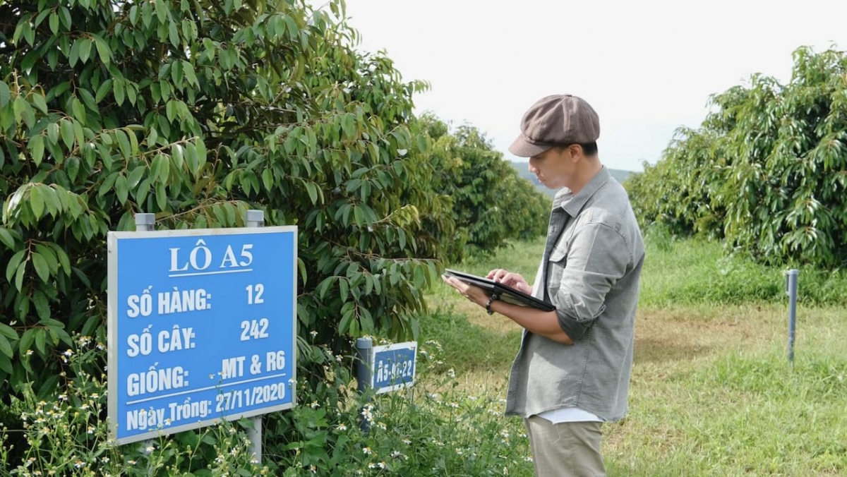 Anh Nguyễn Thế Tùng - Giám đốc trang trại sầu riêng Queen Farm