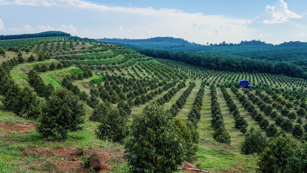 Trang trại sầu riêng của anh Tùng áp dụng nhiều khoa học kỹ thuật tiên tiến