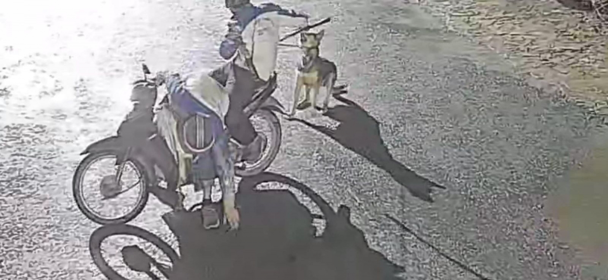 Các đối tượng trộm cắp chó thường hoạt động từ 0h đến 5h sáng.