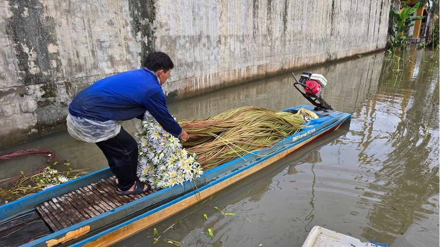 Anh Nguyễn Văn Hiệp thu hoạch bông súng ma sau một đêm, công việc vất vả nhưng mang lại thu nhập ổn định giữa mùa nước nổi