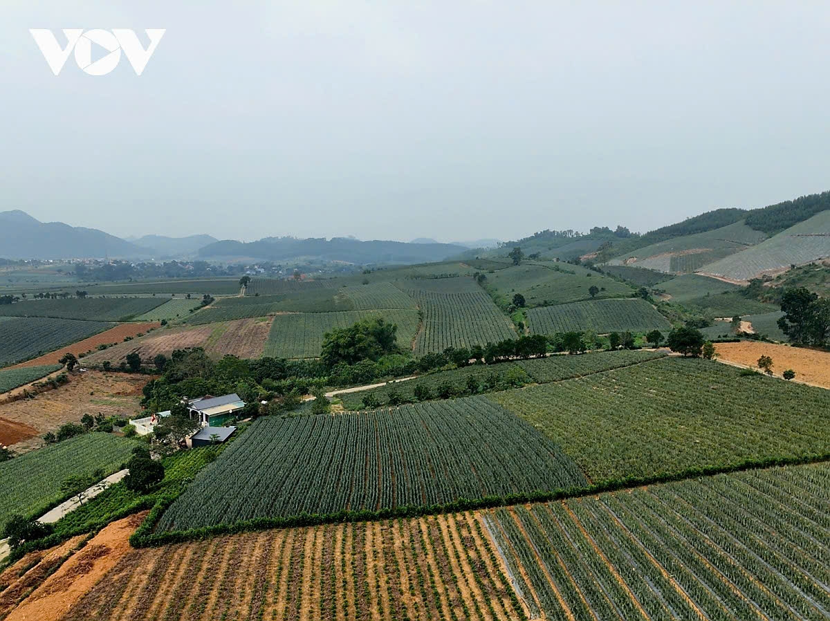 Cây dứa Đồng Giao thích nghi với thổ nhưỡng bán sơn địa độc đáo, tạo ra vị ngọt đậm, không xơ và hương thơm đặc trưng.