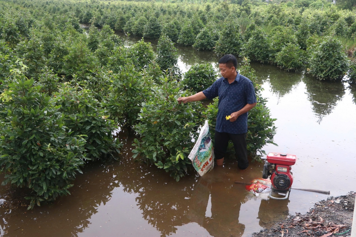 Trước đó, triều cường kết hợp mưa lớn và xả lũ từ hồ Dầu Tiếng đã gây ngập cục bộ hơn 900ha đất nông nghiệp tại xã Bình Lợi. (Ảnh: D.S)