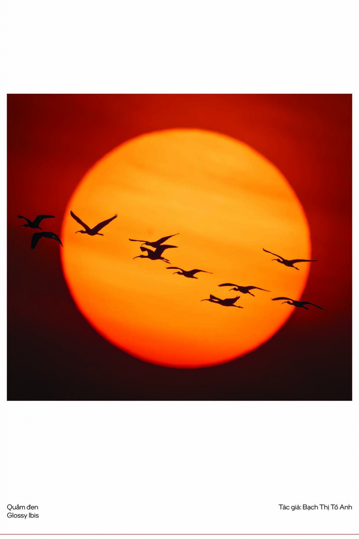 Với những người yêu thiên nhiên, triển lãm là hành trình xuyên qua các hệ sinh thái Việt Nam – từ cánh rừng nguyên sinh đến đầm lầy, từ cặp đại bàng đang sải cánh đến khoảnh khắc bướm đậu trên lá, chuồn chuồn lấp lánh bên hồ nước. Mỗi bức ảnh đều kể một câu chuyện về sự sống – vẻ đẹp – và giới hạn mong manh của thiên nhiên.