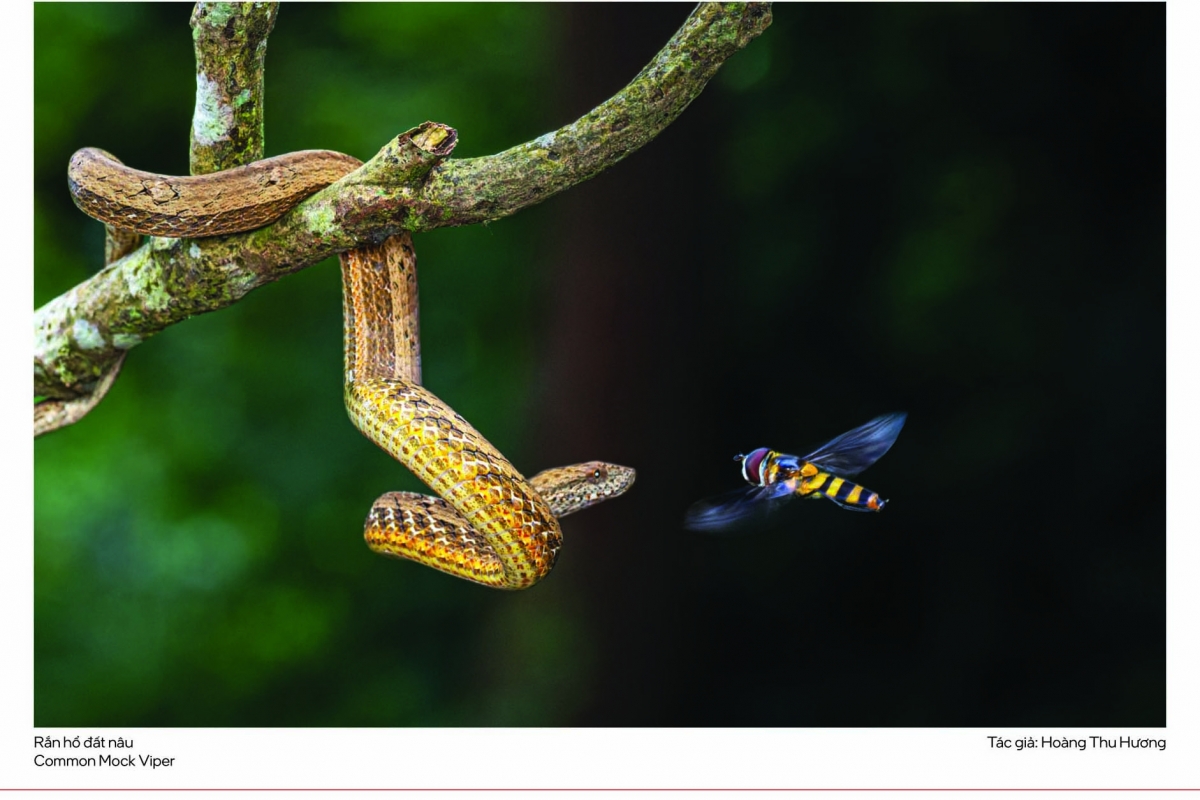 Sự kiện cũng góp phần thúc đẩy xu hướng “nhiếp ảnh có trách nhiệm”, giúp công chúng hiểu rằng chụp ảnh thiên nhiên không chỉ là sáng tạo nghệ thuật mà còn là hành động bảo vệ môi trường.