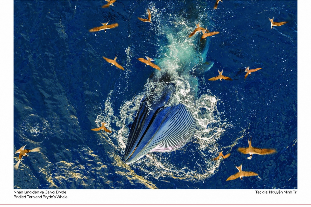 Đây là sự kiện nối tiếp cuộc thi ảnh toàn quốc cùng tên, thu hút 739 tác phẩm của 136 tác giả đến từ 18 tỉnh, thành. Ban tổ chức đã chọn ra 90 tác phẩm của 48 tác giả để trưng bày, phản ánh bức tranh đa dạng sinh học Việt Nam từ núi rừng, đồng bằng đến vùng đất ngập nước.