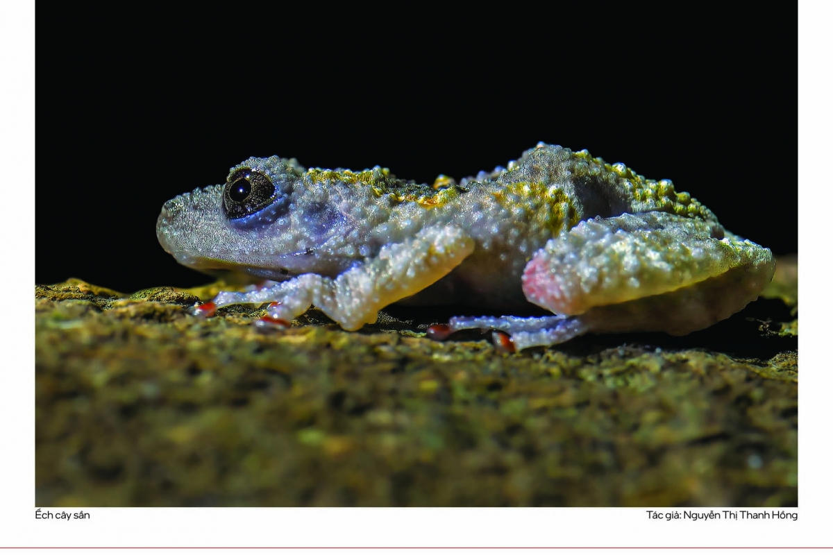 “Triển lãm năm nay cho thấy góc nhìn đa dạng và sâu sắc hơn về thiên nhiên Việt Nam, từ các loài biểu tượng đến những nhóm ít được chú ý nhưng đóng vai trò quan trọng trong hệ sinh thái", ông Nguyễn Hoài Bảo, Giám đốc WildTour, đồng Trưởng Ban tổ chức, chia sẻ.