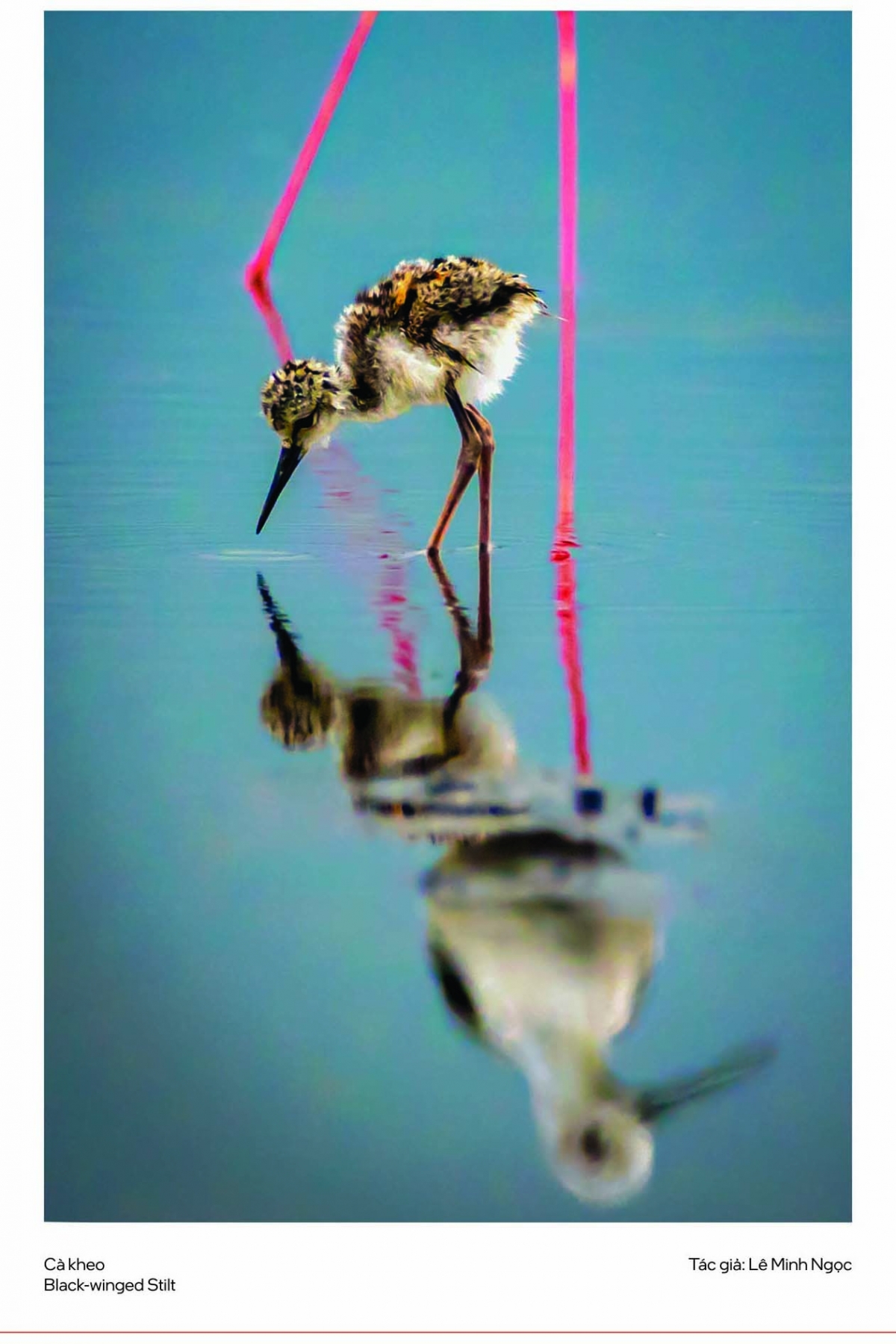 Đặc biệt, các bức ảnh chim trong triển lãm được giới chuyên môn đánh giá cao nhờ tính khoa học, ánh sáng tinh tế và khả năng nắm bắt khoảnh khắc hiếm.