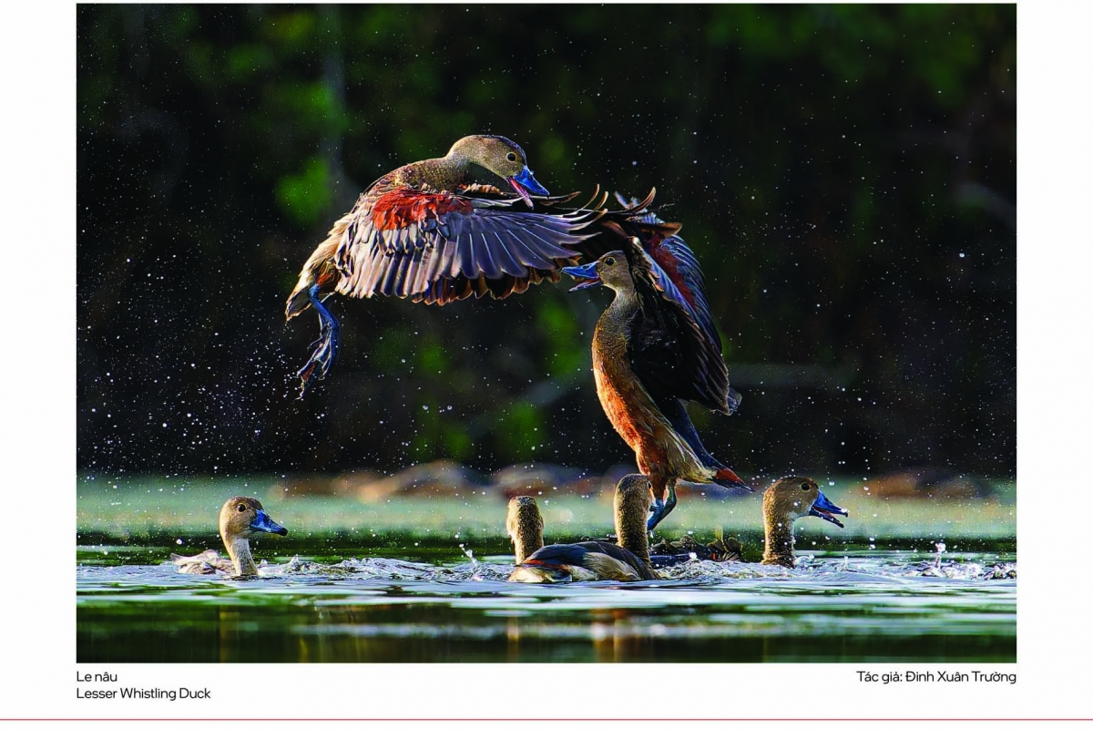 Bên cạnh đó là những tác phẩm về thú linh trưởng, bò sát, lưỡng cư hay côn trùng – những nhóm loài thường bị “bỏ quên” trong đời sống đô thị nhưng lại giữ vai trò then chốt trong cân bằng sinh thái.