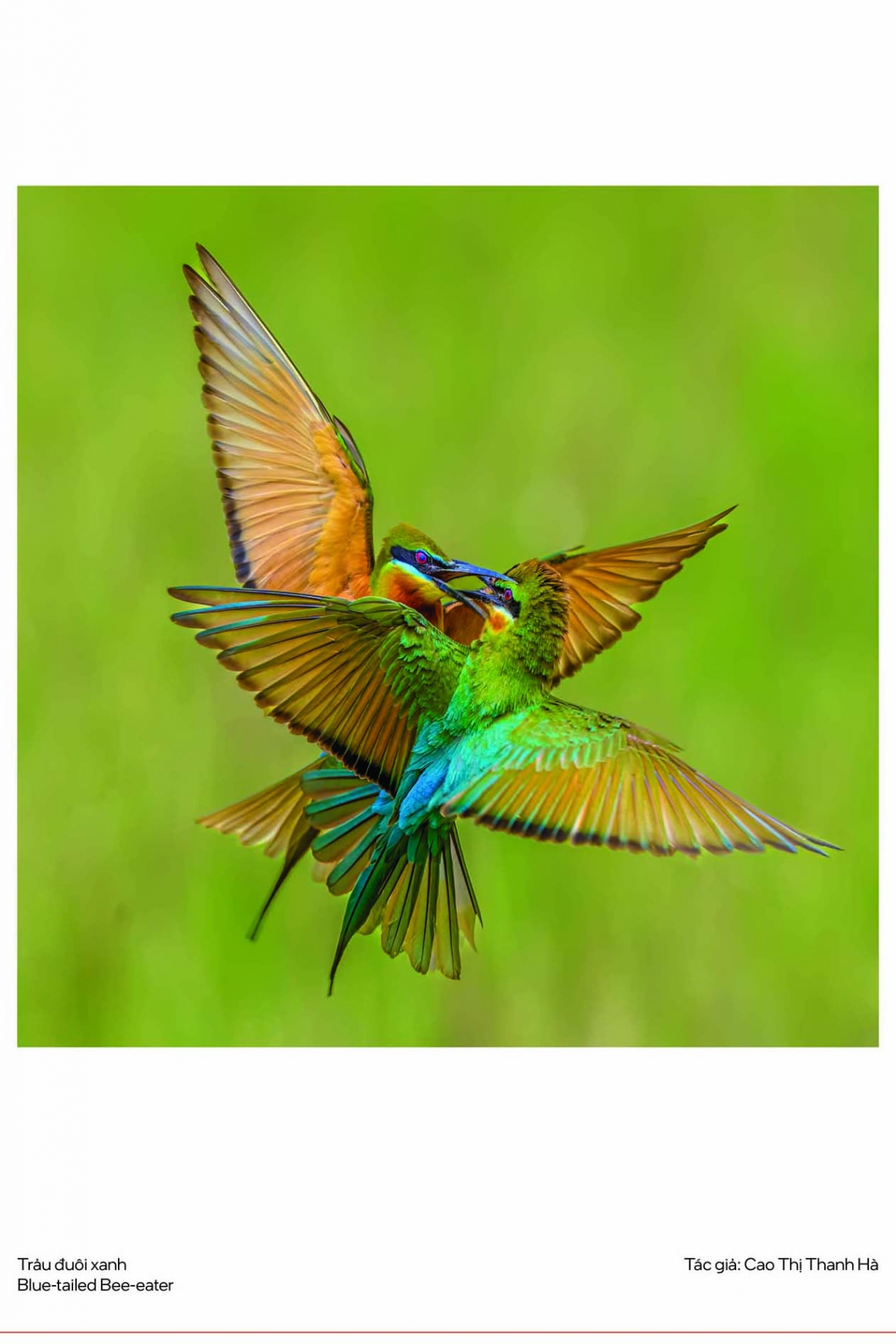 “Bộ ảnh triển lãm năm nay rất đồng đều về chất lượng, đẹp cả về bố cục, ánh sáng, màu sắc. Nhiều tác phẩm ghi lại các loài đặc hữu, nằm trong Sách đỏ hoặc khoảnh khắc khó gặp trong tự nhiên", ông Nguyễn Trường Sinh, Chủ tịch Hội đồng Giám khảo, Chủ nhiệm CLB Nhiếp ảnh Thiên nhiên Hoang Dã, nhận định.