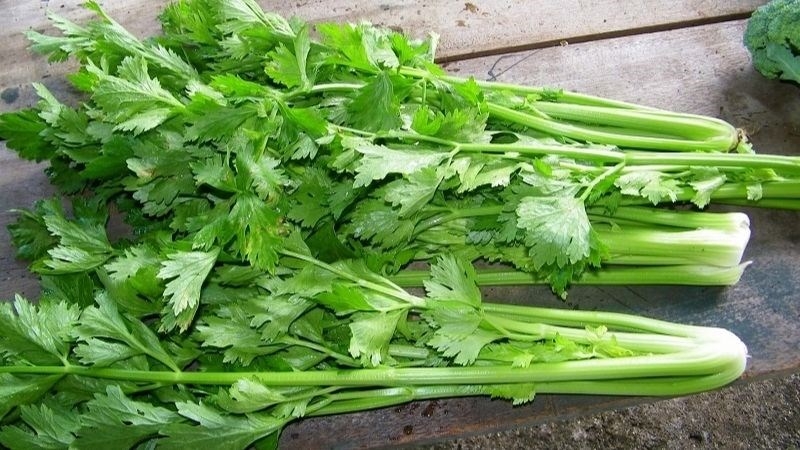 Cần tây là loại rau giàu dinh dưỡng, cung cấp chất xơ, vitamin và chất chống oxy hóa có lợi cho sức khỏe tim mạch, thần kinh và tiêu hóa