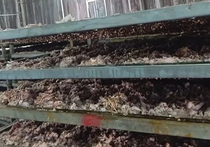 Nhiều chân gà bốc mùi hôi thối được phơi lên giàn sấy