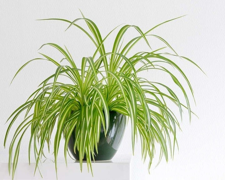 Cây lan chi giúp hấp thụ lượng ẩm dư trong không khí.