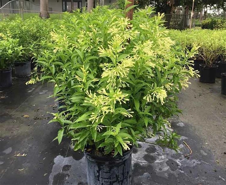 Dạ lý hương có mùi hương quá mạnh, là loại cây cảnh không hợp đặt ở phòng làm việc.