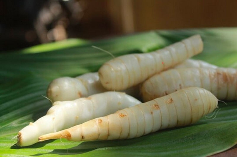 Củ dong riềng không chỉ là nguyên liệu quen thuộc trong gian bếp mà còn là “thực phẩm vàng” cho sức khỏe