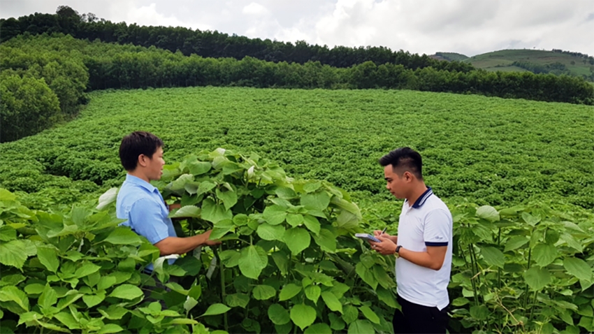 Vùng trồng cây gai huyện Thạch Thành, Thanh Hóa - Ảnh: VnEconomy