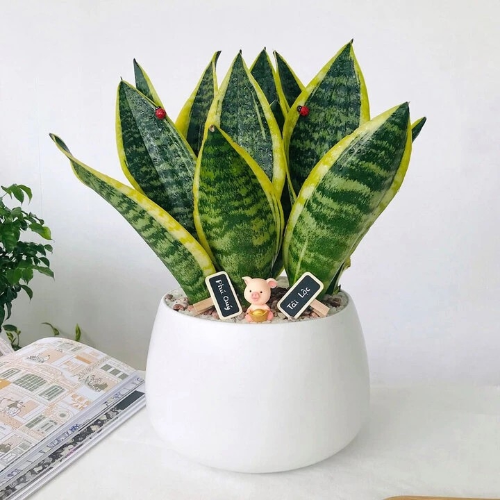 Không chỉ giúp lọc không khí, cây lưỡi hổ còn hấp thụ độ ẩm dư thừa, góp phần giữ không gian thông thoáng.