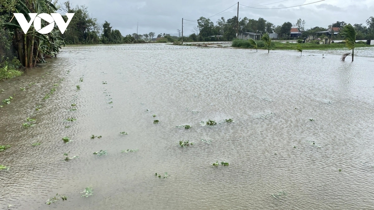 Mưa lũ kéo dài làm hàng trăm nghìn héc ta lúa, hoa màu và cây ăn quả... bị bồi lấp, ngập úng, nguy cơ mất trắng. 