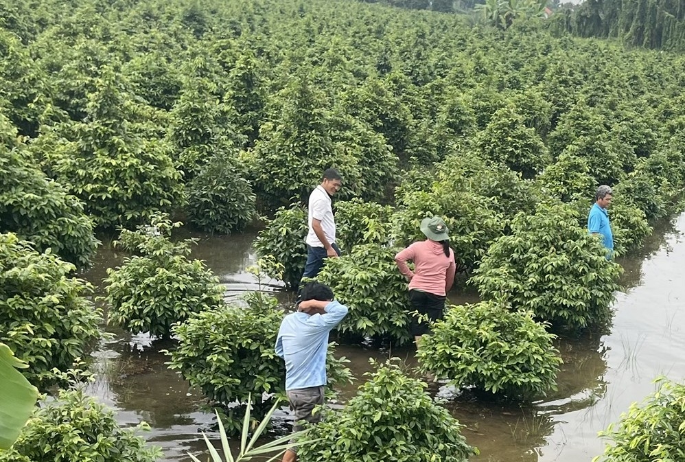 Nông dân xã Bình Lợi, TP.HCM đang bị ảnh hưởng nặng do triều cường, ngập nước 