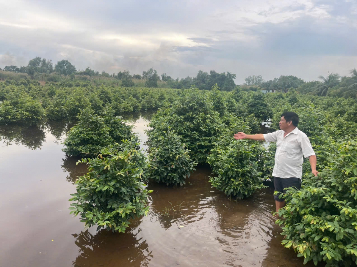 Đáng lo ngại nhất là hơn 540 ha mai vàng đang ngập nước kéo dài, có nguy cơ chết hàng loạt