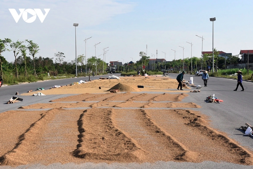 Hành vi phơi thóc, rơm rạ trên đường và hành vi đặt gạch đá, cành cây hoặc các vật cản khác trên đường để cảnh báo chỗ phơi thóc đều là các hành vi bị nghiêm cấm.
