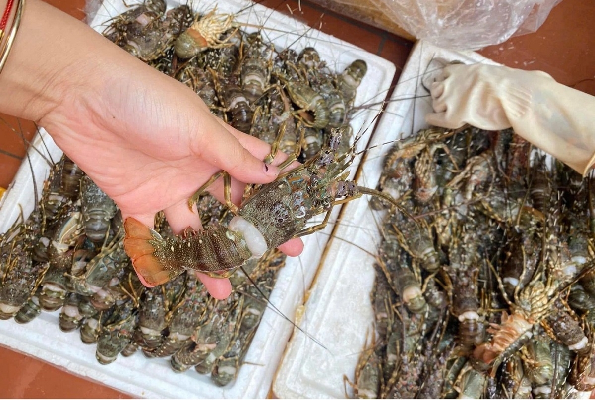 Kim ngạch xuất khẩu tôm đạt hơn 3,9 tỷ USD