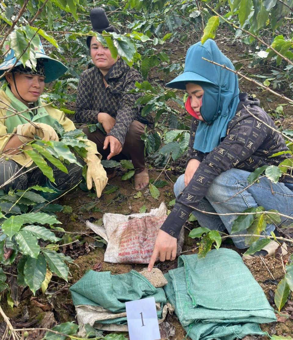 Các đối tượng Vì Thị Hiên, Đinh Thị Hạnh, Tòng Thị Dương tại nơi thực hiện hành vi trộm quả cà phê.