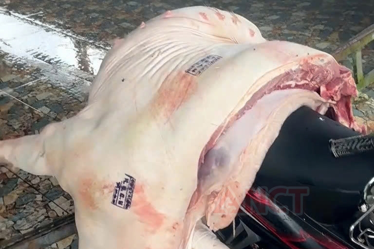 Lực lượng chức năng phát hiện 1 cá thể lợn đã được giết mổ, đóng dấu kiểm dịch đang chuẩn bị vận chuyển ra chợ Vĩnh Viễn bán (Ảnh: công an cung cấp)