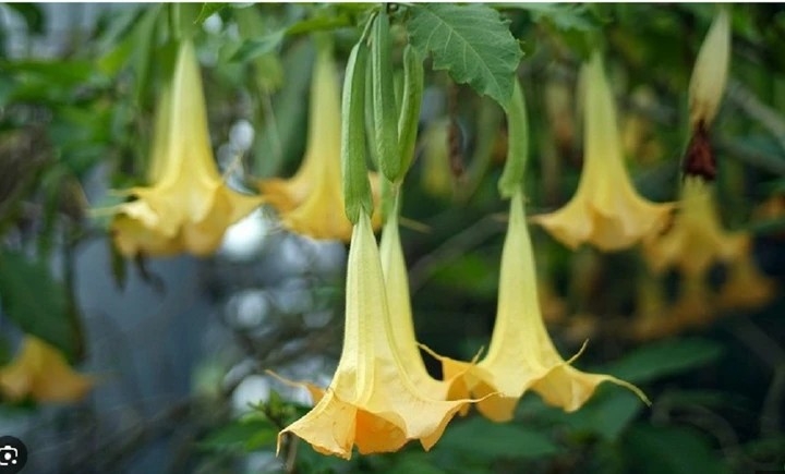 Loại hoa được mệnh danh là hơi thở của quỷ.