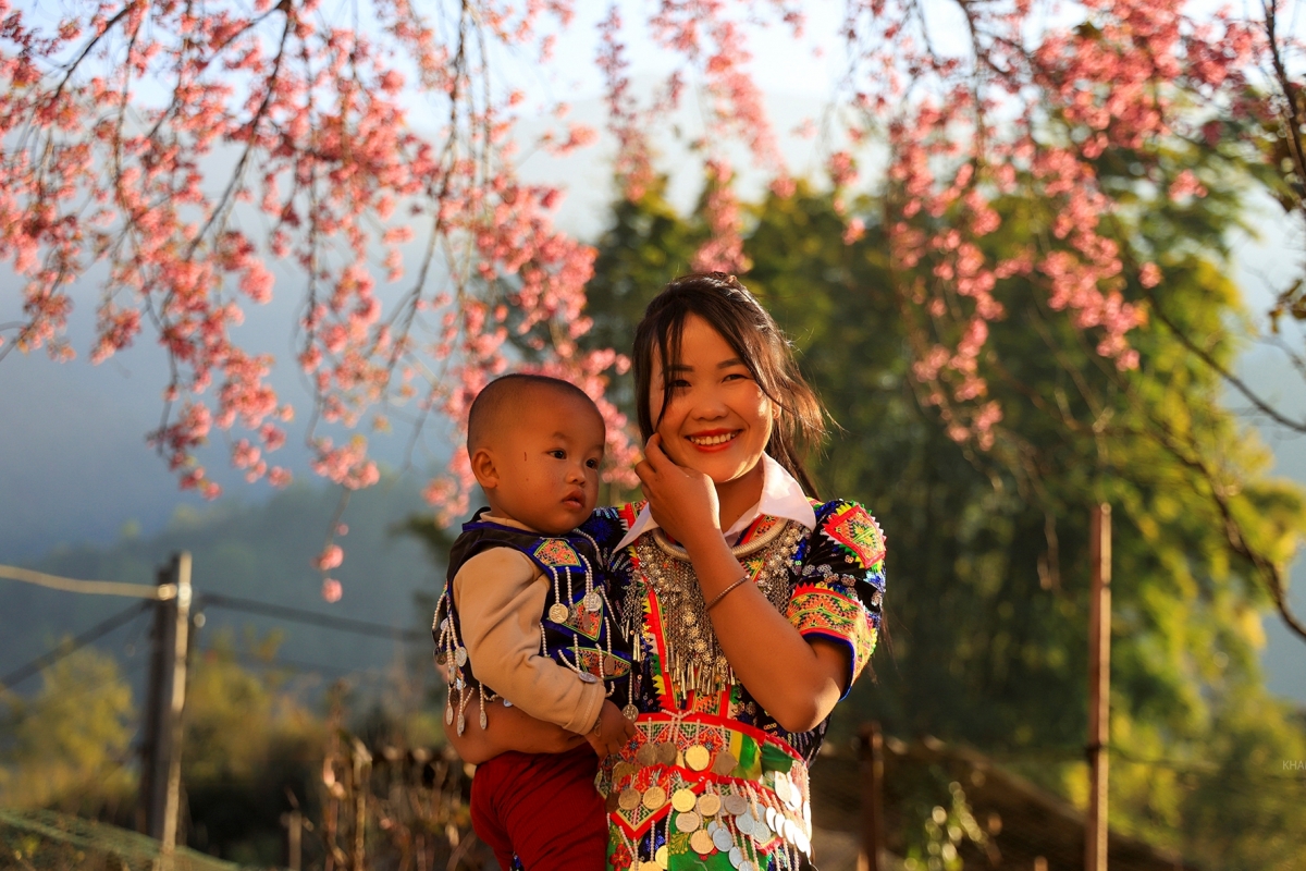 Năm nay có thêm nhiều cây anh đào nhỏ dọc theo tuyến đường tỉnh lộ 543D qua huyện Kỳ Sơn cũ đã nở hoa mùa đầu tiên. (Ảnh: Sách Nguyễn).