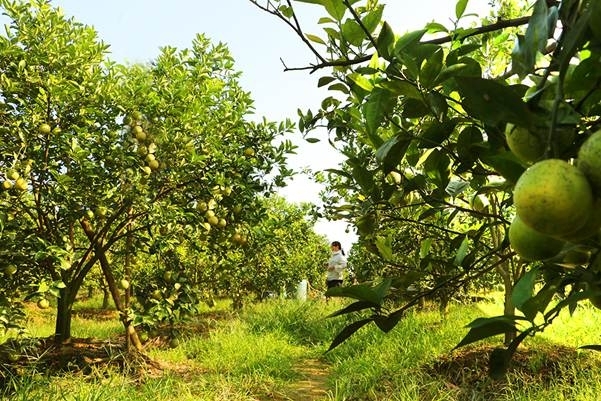 Cây cam Hưng Yên những năm gần đây có tiếng trên thị trường