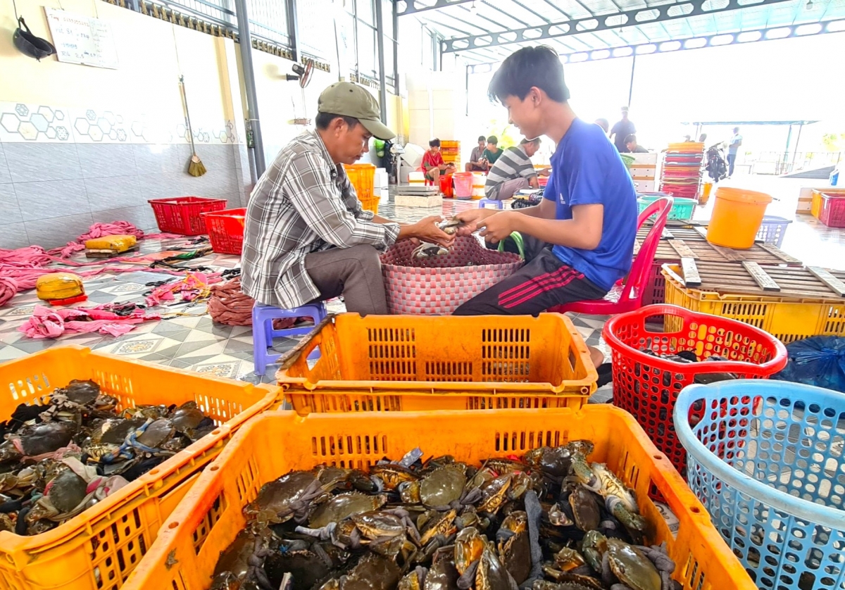 Tỉnh Cà Mau có sản lượng cua hàng năm đạt khoảng 36.000 tấn