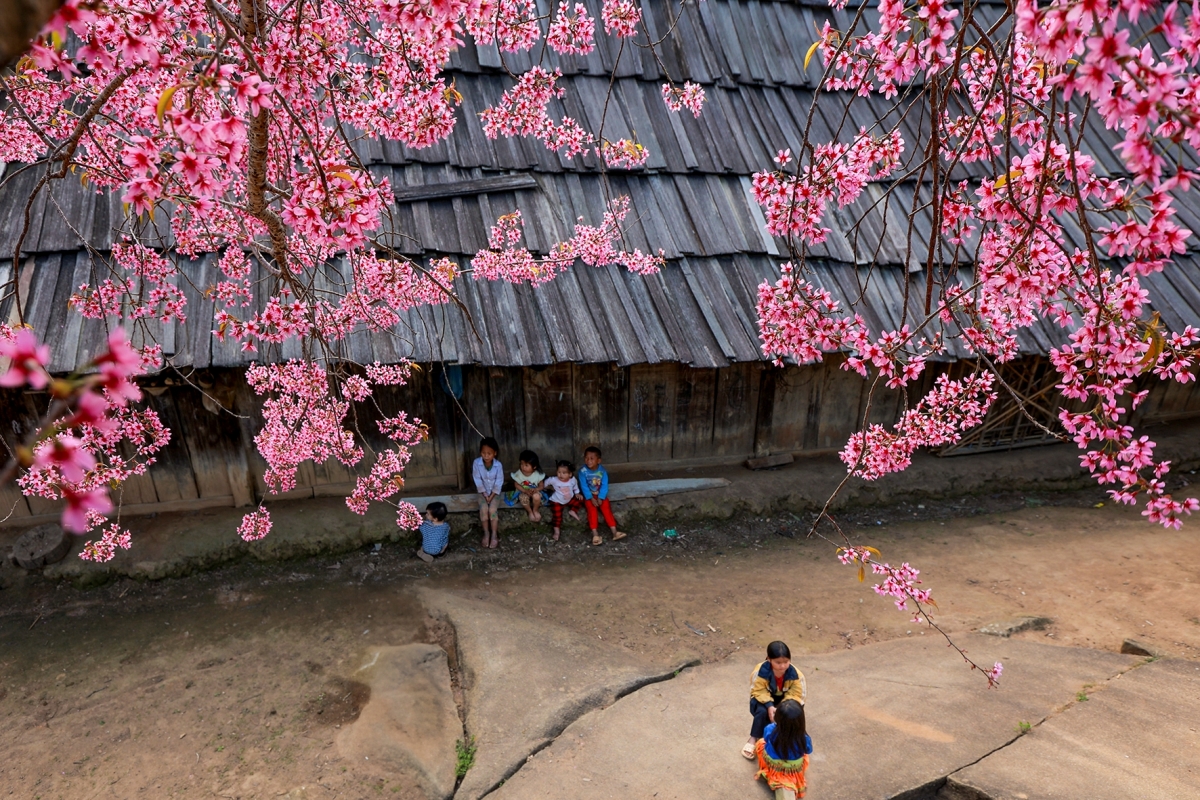 Từ năm 2023 đến nay, nhiều người dân cũng bắt đầu lấy giống cây anh đào về để trồng trước nhà mình làm cảnh. Hiện tại, nhiều địa bàn thuộc huyện Kỳ Sơn cũ đã trồng cây anh đào nhằm thu hút khách du lịch. 