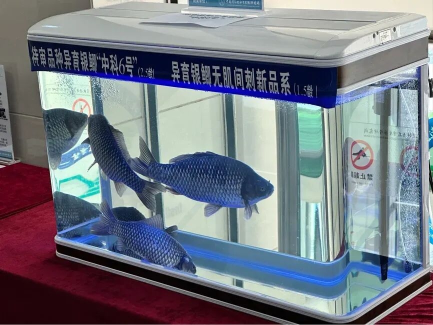 Cá diếc không xương dăm do Trung Quốc tạo ra. Ảnh: Quang Minh nhật báo