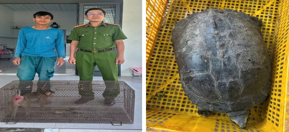 Cá thể khỉ đuôi lợn và rùa răng được công dân giao nộp cho Công an phường Phước Hội. Ảnh: CALĐ